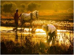 FAO and WMO Report: Rising Heat Poses Major Threat to Agriculture and Rural Livelihoods